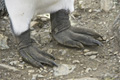 King Penguin Feet