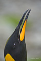 King Penguin