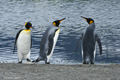 King Penguins