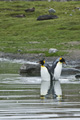 King Penguins in Freshwater Pool