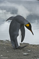 King Penguin