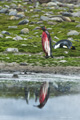 Injured King Penguin