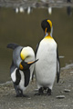 King Penguins