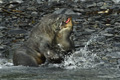 Fighting Antarctic Fur Seals