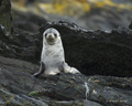 Antarctic Fur Seal Pup