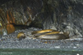 Female Southern Elephant Seals