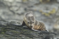 Antarctic Fur Seal Pup