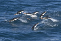 Macaroni Penguins Swimming