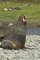 Antarctic Fur Seal