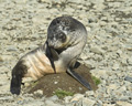 Antarctic Fur Seal Pup