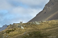 Reindeer on South Georgia