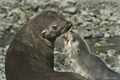 Antarctic Fur Seal and Pup