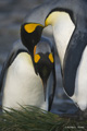 Pair of King Penguins