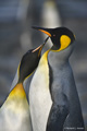 Pair of King Penguins