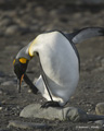 King Penguin