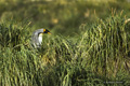 King Penguin in Tussock Grass