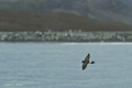 Wilson's Storm Petrel