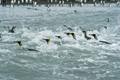 King Penguins Swimming