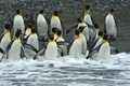 King Penguins Entering the Sea