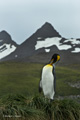 King Penguin