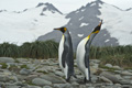 Pair of King Penguins