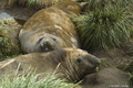 Southern Elephant Seals