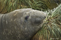 Southern Elephant Seal