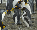 Molting Chinstrap Penguin in King Penguin Colony