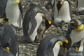 King Penguins with Chicks