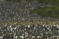 King Penguin Colony