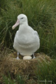 Nesting Wandering Albatross with Egg