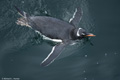 Swimming Gentoo Penguin