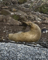 Southern Elephant Seal