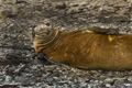 Southern Elephant Seal