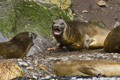 Southern Elephant Seals