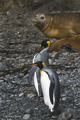 Southern Elephant Seal with King Penguins