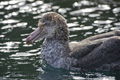 Northern Giant Petrel