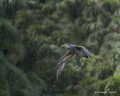 Northern Giant Petrel in Flight