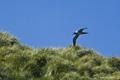 Light-Mantled Sooty Albatross in Flight