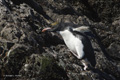 Macaroni Penguin