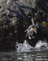 Macaroni Penguin Diving