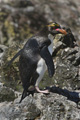 Macaroni Penguins