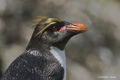 Macaroni Penguin