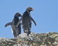 Macaroni Penguins