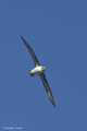 Gray-Headed Albatross