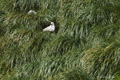 Albatross Chick in Nest