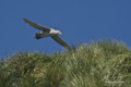 Northern Giant Petrel in Flight