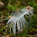 Discarded Feather