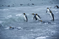 King Penguins in the Surf