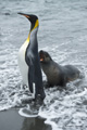 King Penguin and Antarctic Fur Seal Pup